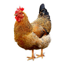 88VIP：WENS 温氏 供港老母鸡 1.2kg慢养500天龄走地鸡 25.45元（需买2件，需用券