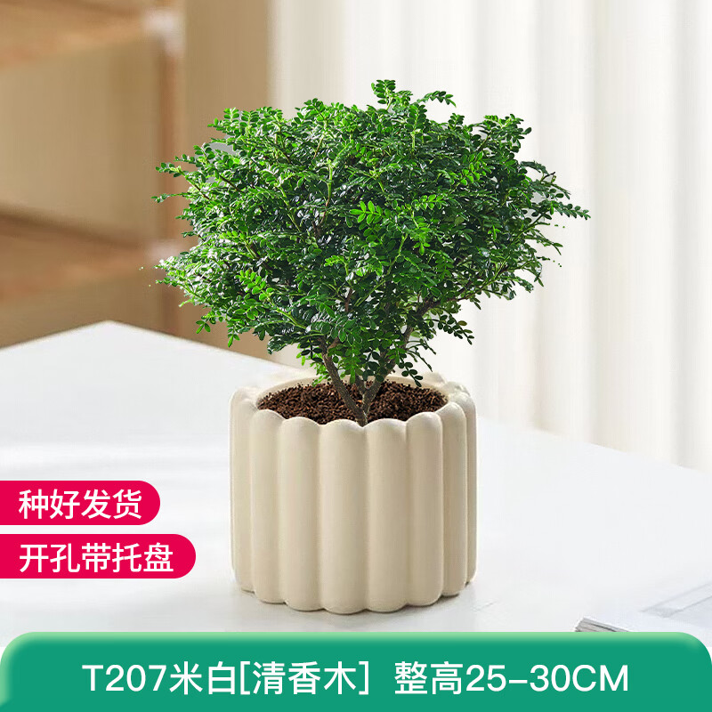 墨一 绿植盆栽北欧风客厅办公室内桌面花卉植物 清香木+奶油色棒棒花盆 21.