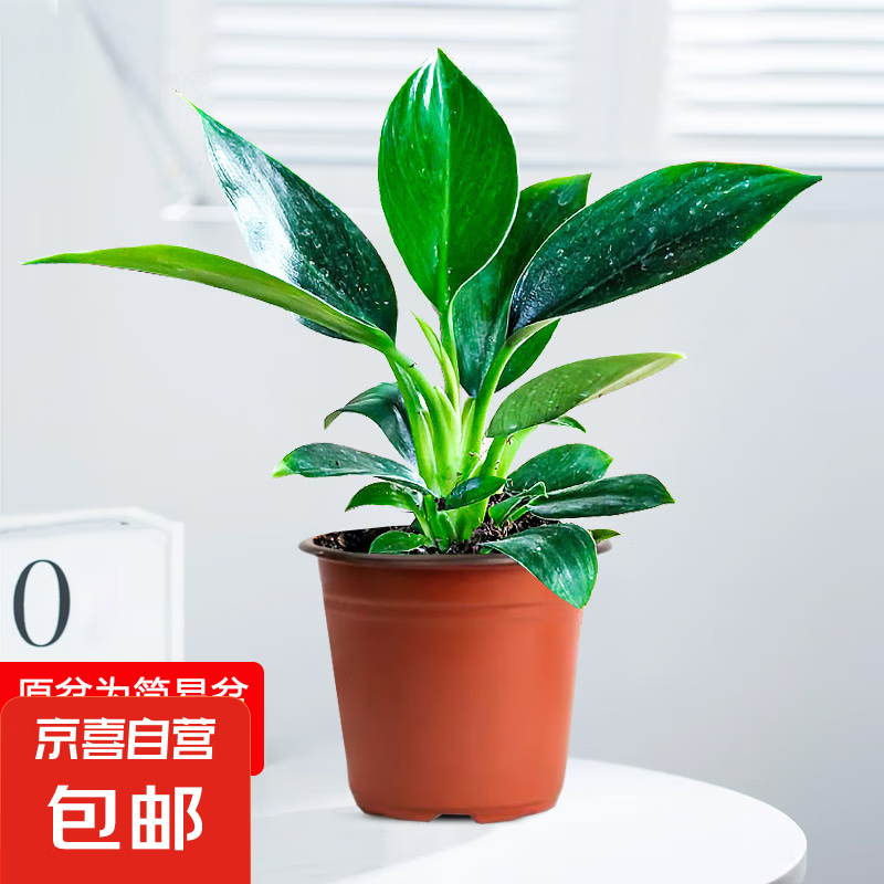 铂金钻盆栽绿萝箩花卉植物室内花水培绿植多肉好养发财树吸除甲醛 单株绿