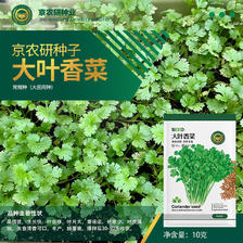 BARSI 京农研 大叶香菜种子 10克 1.5元