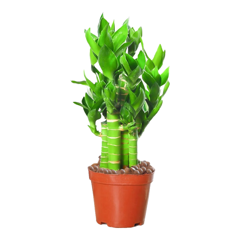 水养带根荷花竹＋北欧吸水盆＋陶粒(送营养液) 含盆 18.89元