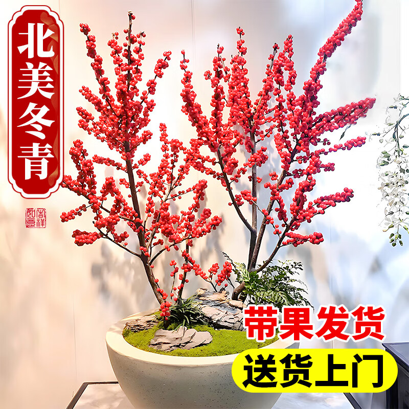 花翁 盆栽树苗花卉绿植北美冬青5年苗高40-50cm 源头直发 北美冬青5年苗40-50cm