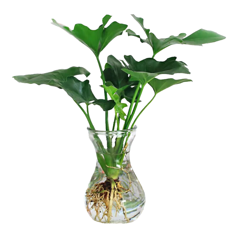 春羽绿植盆栽（3棵）原土发货 6.71元(需领券)