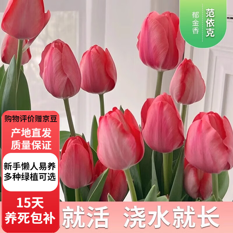 others 其他 欧芽 进口郁金香种球水培植物室内郁净香种子盆栽成品花苗好养