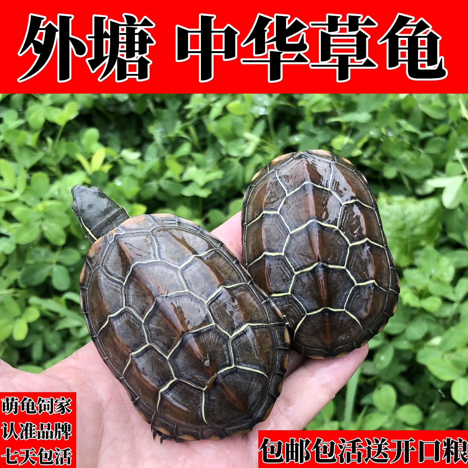 龟龟爬天下 宠物小乌龟 1只 0.85元（需用券）