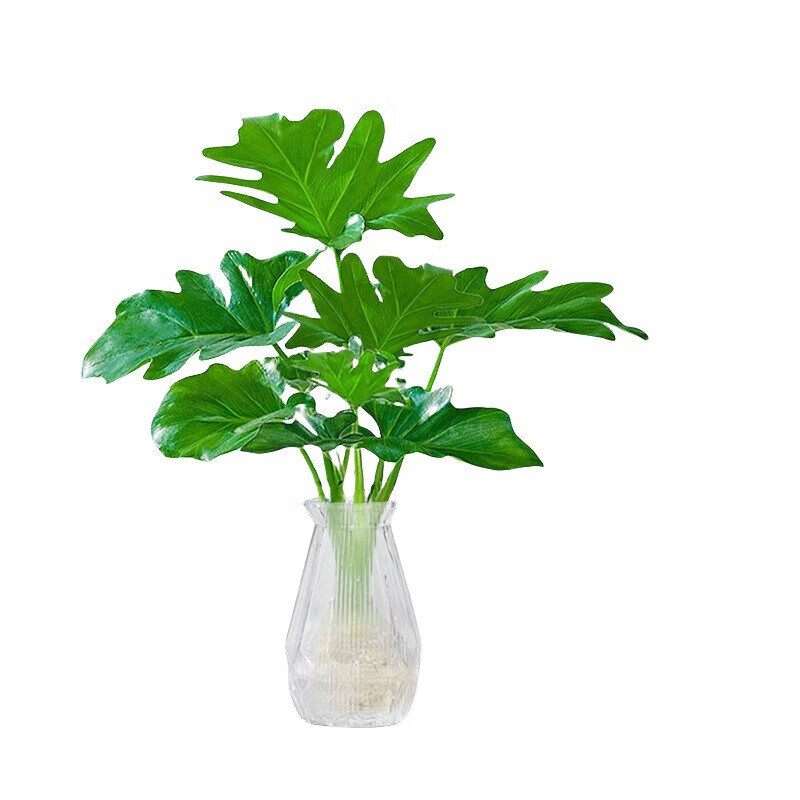 移动端、京东百亿补贴：京喜 春羽盆栽水培植物 15-20cm 1棵 +营养液 2.86元