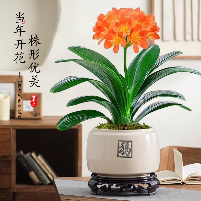 花行榜 盆栽绿植花卉圆头和尚 精品君子兰10-12片（米白福瓷盆）源头直发 55