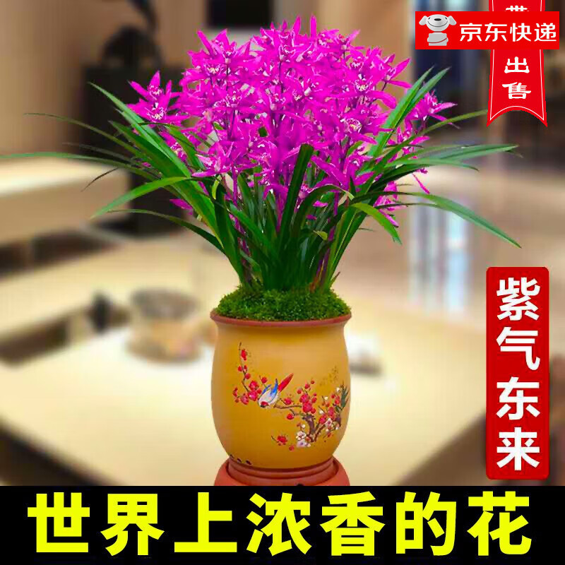 劉閣蘭花 兰花苗 墨兰精品红素大花 胭脂红 冬带花苞出售好养花卉盆栽绿植