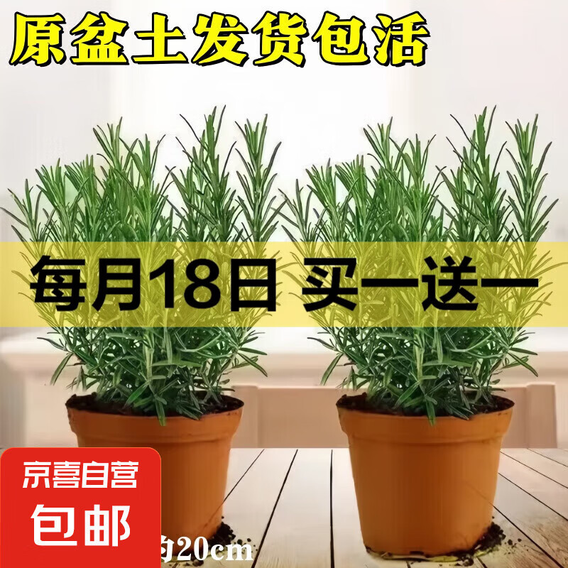 京喜 迷迭香原盆土一盆 盆径约12cm 含盆高约25cm 2元(需用券)