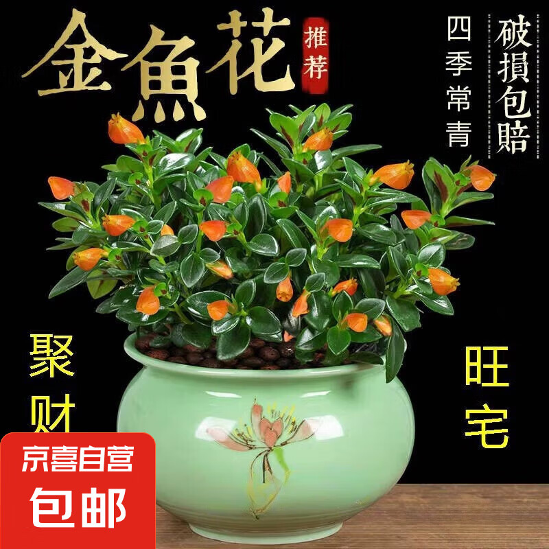 四季常青 金鱼吊兰盆栽 室内绿植花卉 多肉植物 发财树 好养易活 客厅 20-30