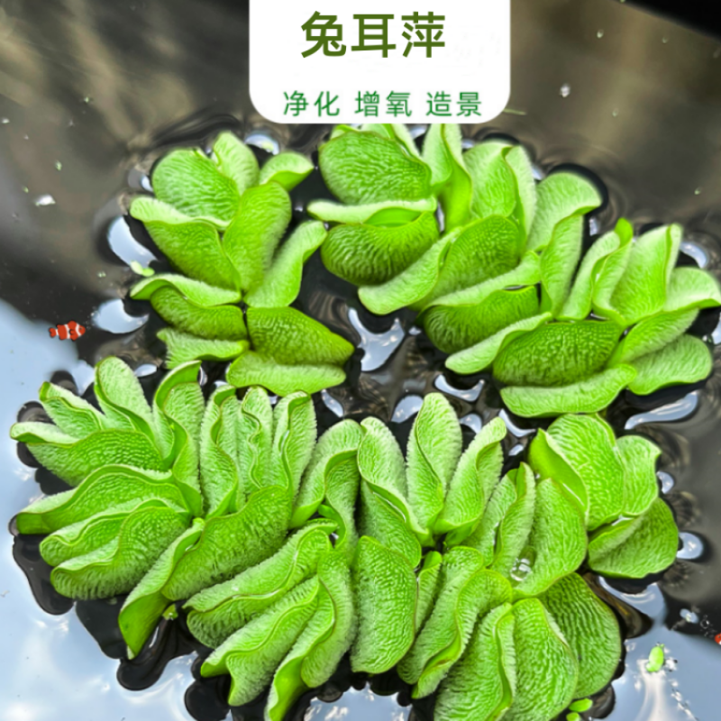 鱼缸水草植物 兔耳萍 2棵 2.66元