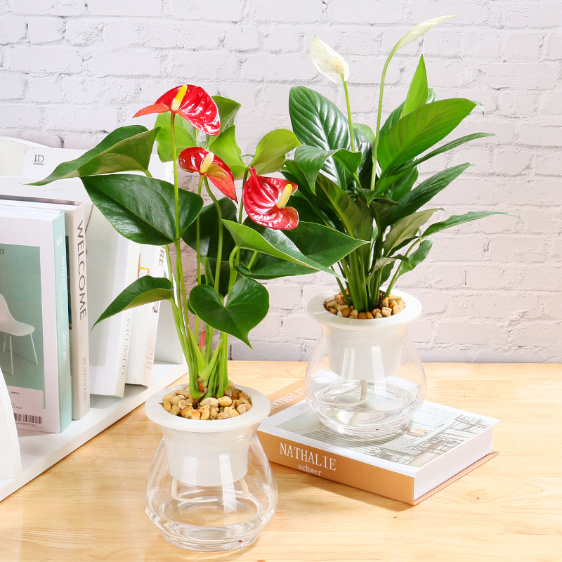 红掌盆栽水培植物室内好养花卉绿植四季水养白掌一帆风顺鸿运当头13 52元 天猫 逛丢 实时同步全网折扣