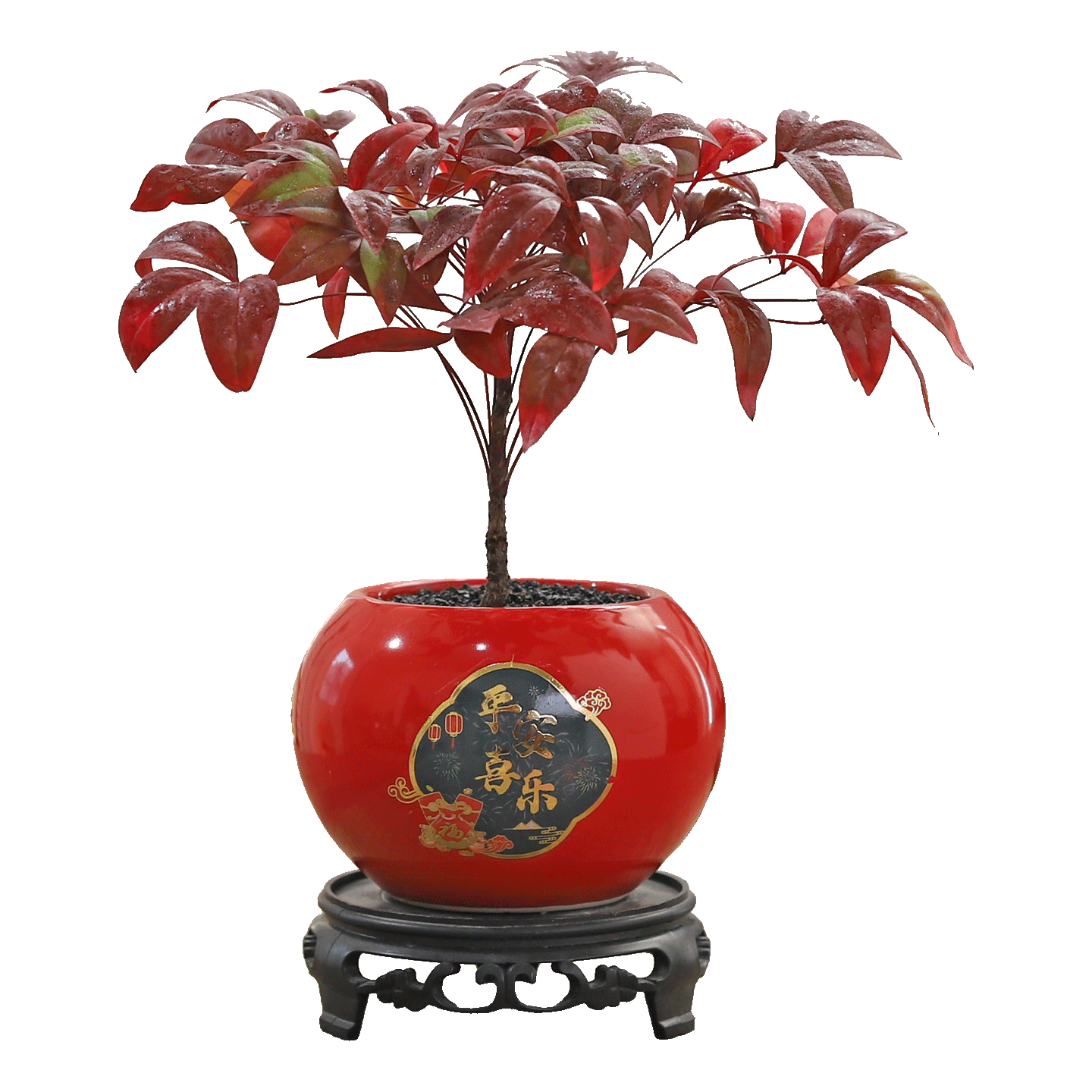 八芽 南天竹盆栽室内耐寒绿植 过年盆景 南天竹-平安喜乐盆 陶瓷 16.8元