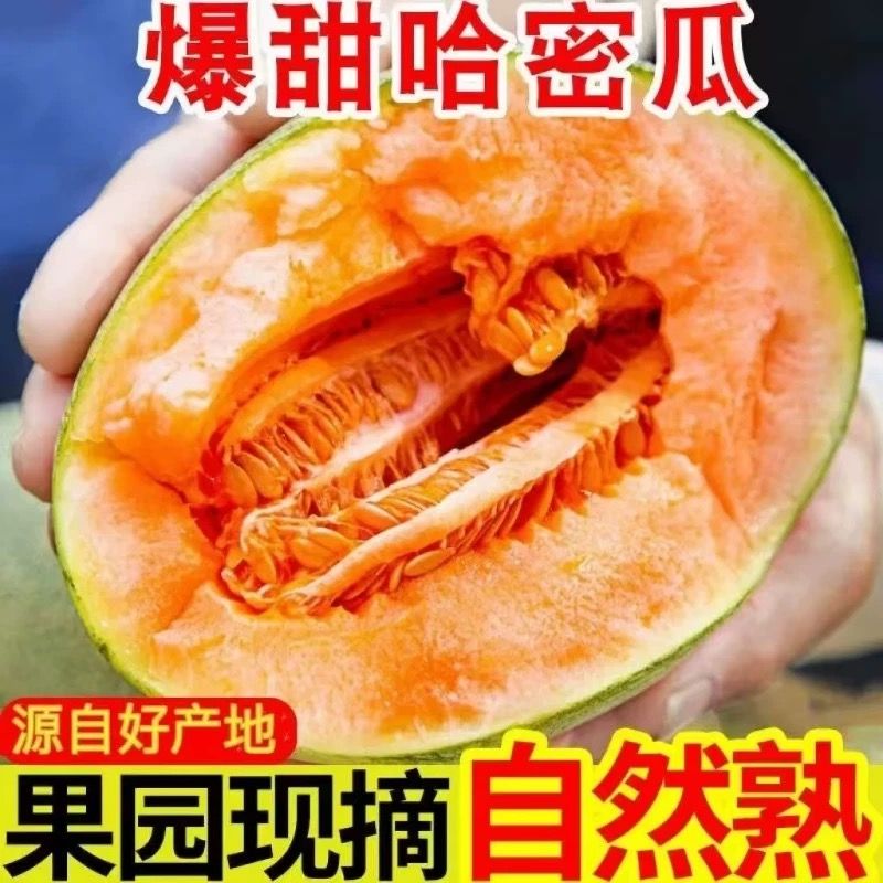 海南 正宗哈密瓜 西州蜜薄皮 新鲜现摘 5kg 6.2元