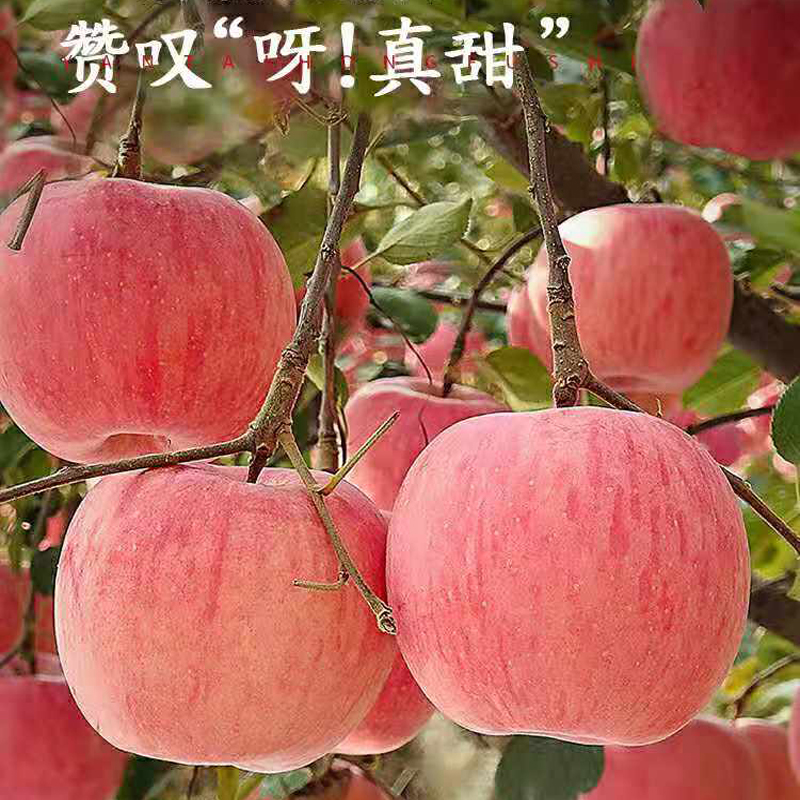 全国农产品地理标志产品，猗浩鲜果园 山西临猗红富士苹果 4.5斤/95mm以上 25