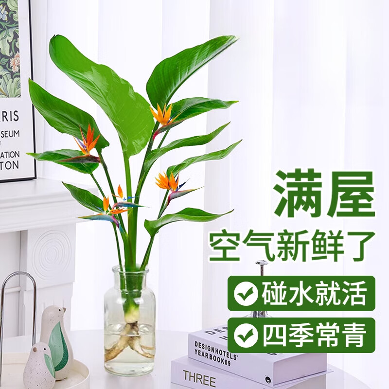 移动端、京东百亿补贴：种花迷 水培天堂鸟盆栽花卉植物室内客厅绿植面鹤