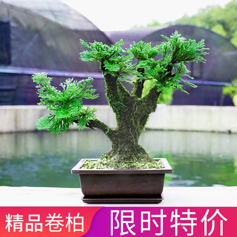 花瑶花 匠情 红掌 400209 卷柏九死还魂草 60cm-90cm 精品单杆小叶卷柏 裸根不带