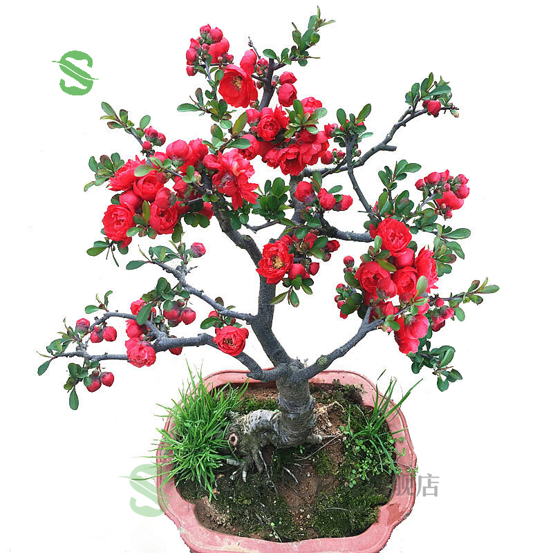 绿丝绦 海棠花盆栽树苗日本铁杆北美海棠盆庭院阳台室内耐寒四季花卉植物