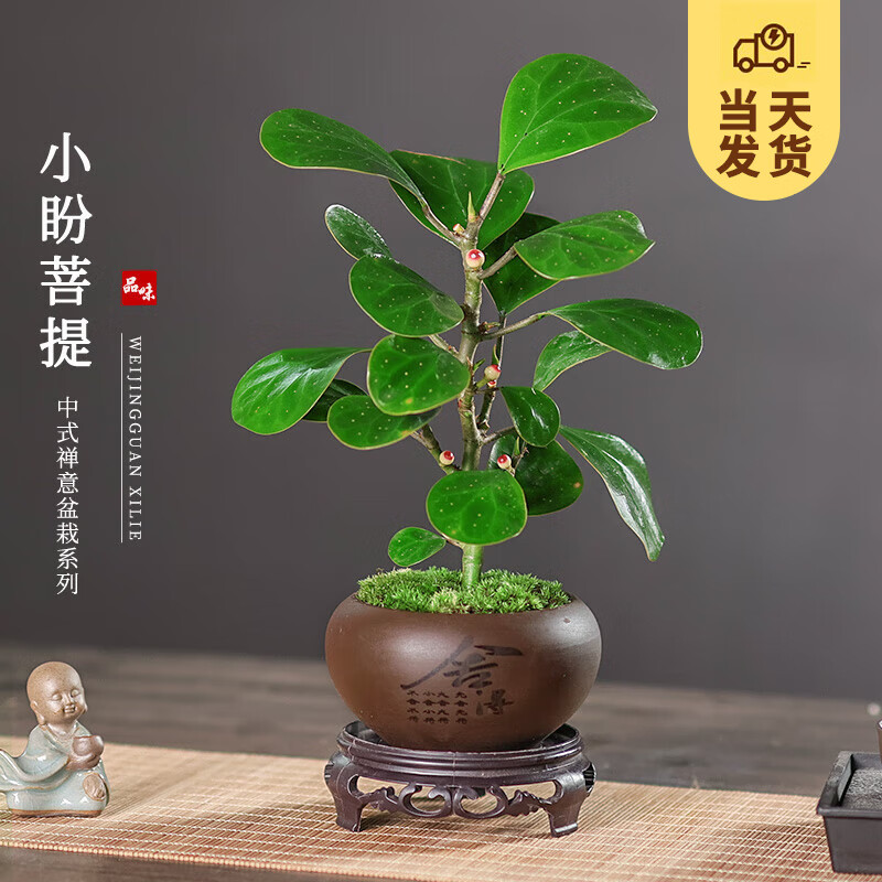 移动端、京东百亿补贴：KaiShiguo Plants 开时果 小盼菩提盆栽（带果发货）中