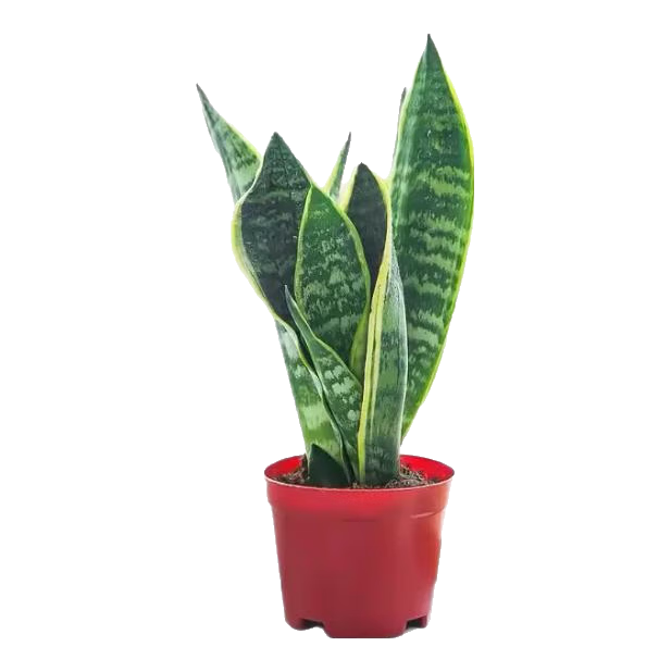 虎皮兰植物 1盆 5.86元(需领券)