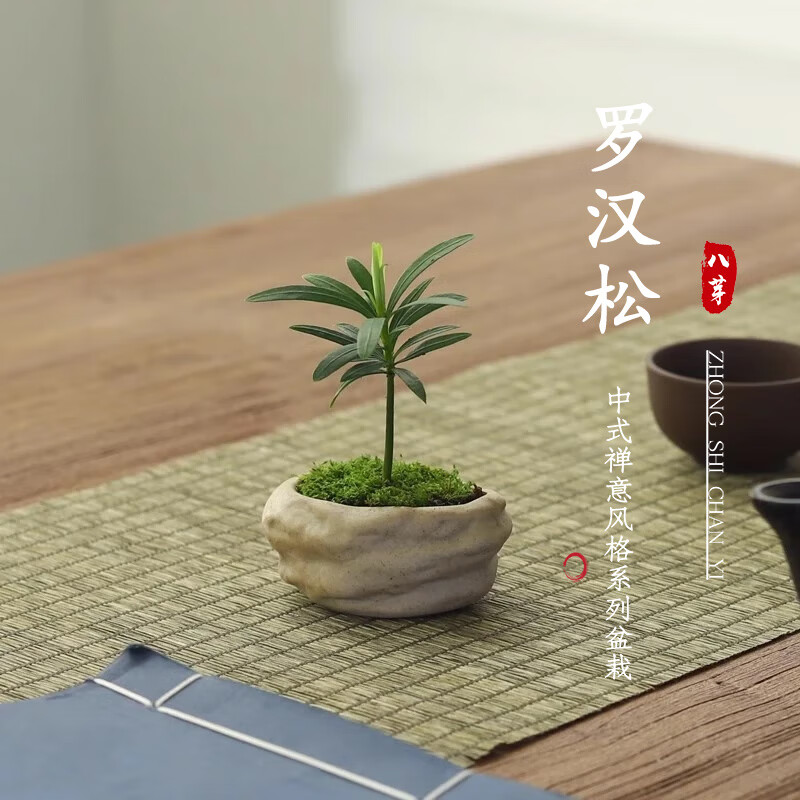 移动端:八芽 海岛罗汉松指尖微型盆栽 凌云罗汉松(拇指款) 陶瓷盆-带盆栽好 6.8元