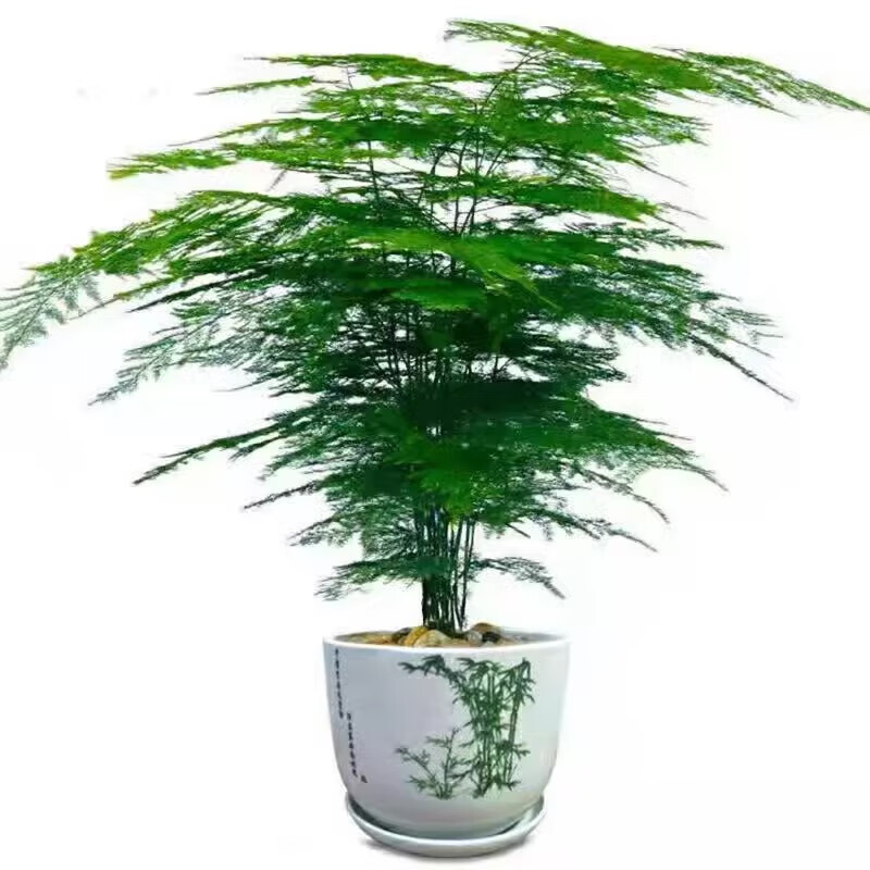 咏花嘲花 文竹苗绿植盆景四季常青包活好养发财树绿萝室内外绿植花卉盆栽 小文竹2份 0.7元(需用券)
