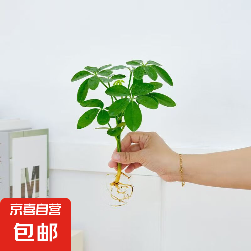 懒人水培绿植九里香绿萝文竹室内易养净化空气花卉盆栽植物花卉 鸭脚木 10-15cm 1元