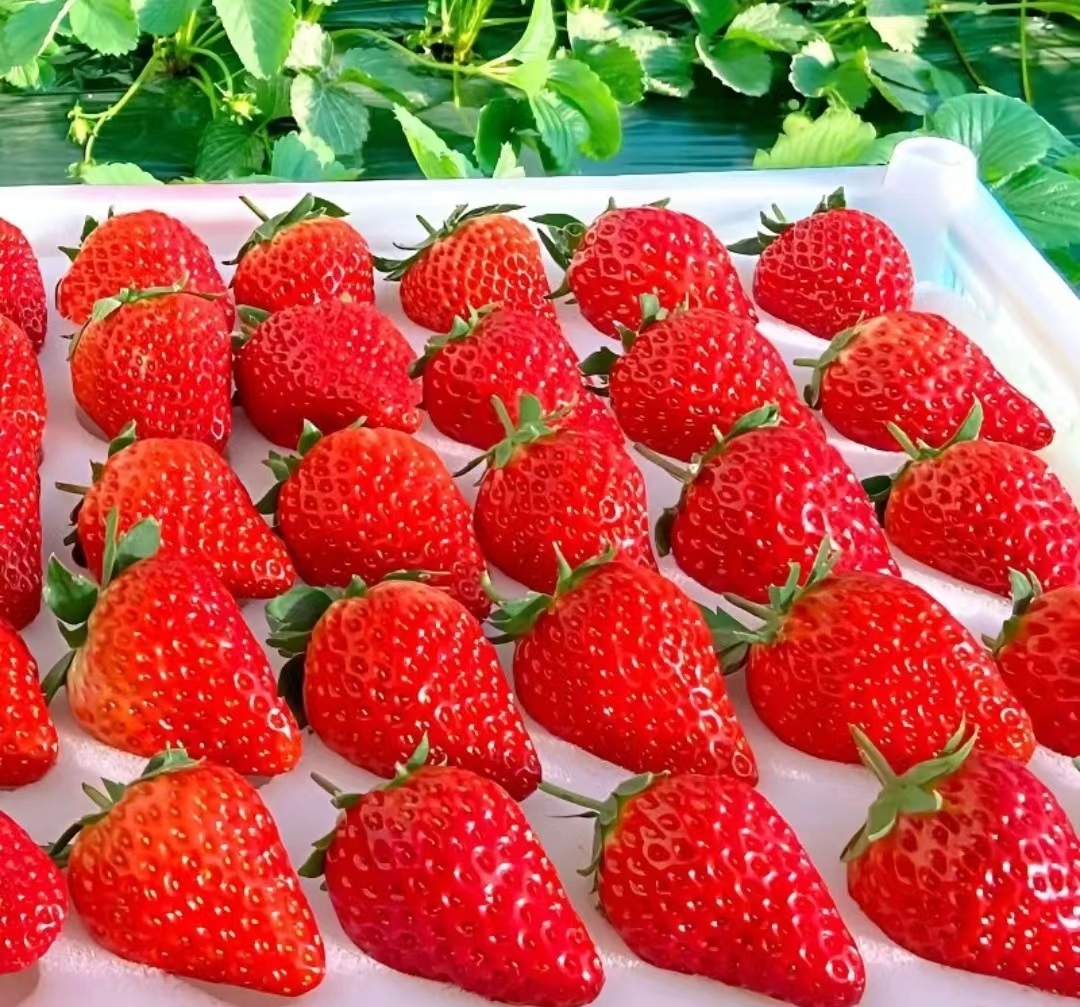 【开春福利999箱】新鲜现摘 红颜99草莓 2.5斤装 大果20-40g 22.9元（需买2件，