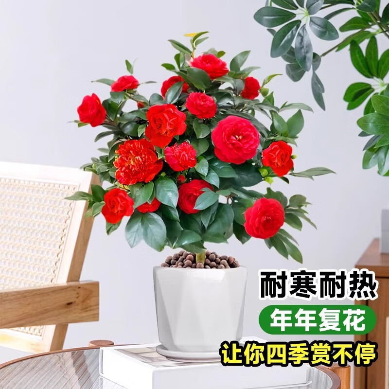 卉轩居 精品红色茶花多分支40cm 22元