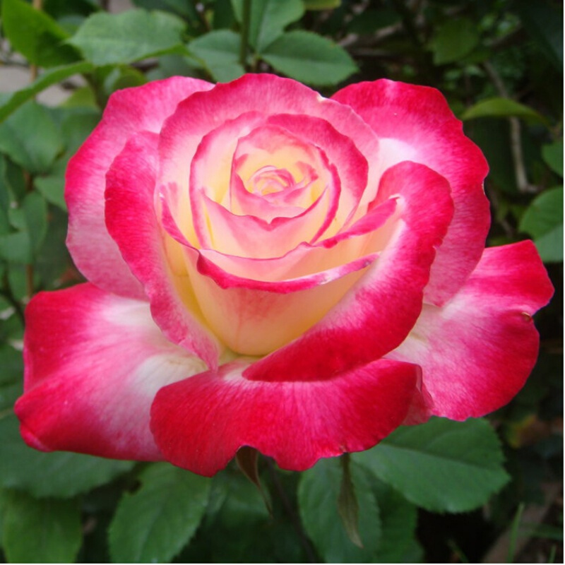 苓芊 大花月季品种月季欧洲香水月季花苗盆栽浓香型赛玫瑰花带花苞发货 