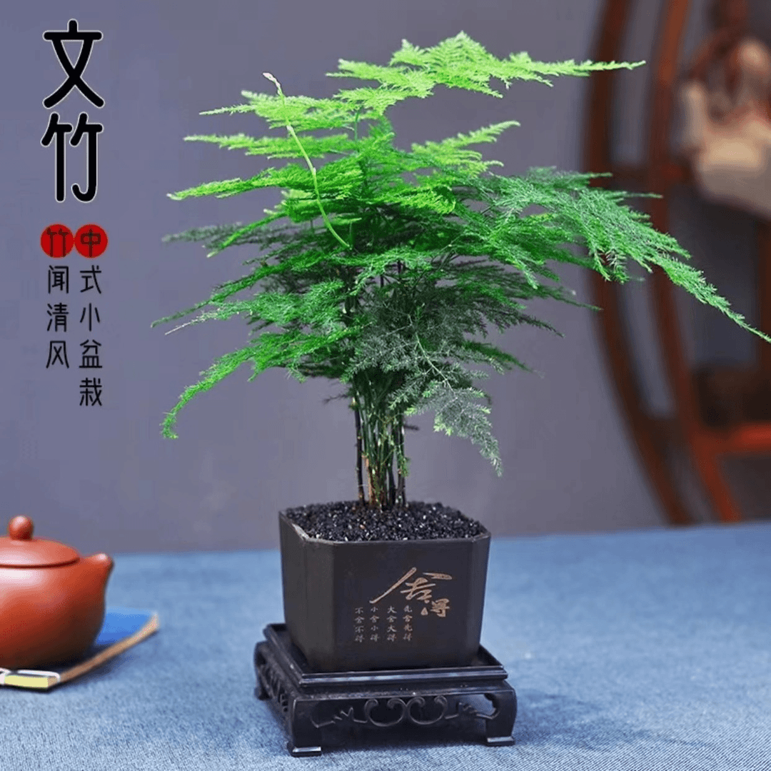 开时果 KaiShiguo Plants 文竹盆栽 桌面摆件 绿植盆景 舍得塑料盆+黑石+底座 3元