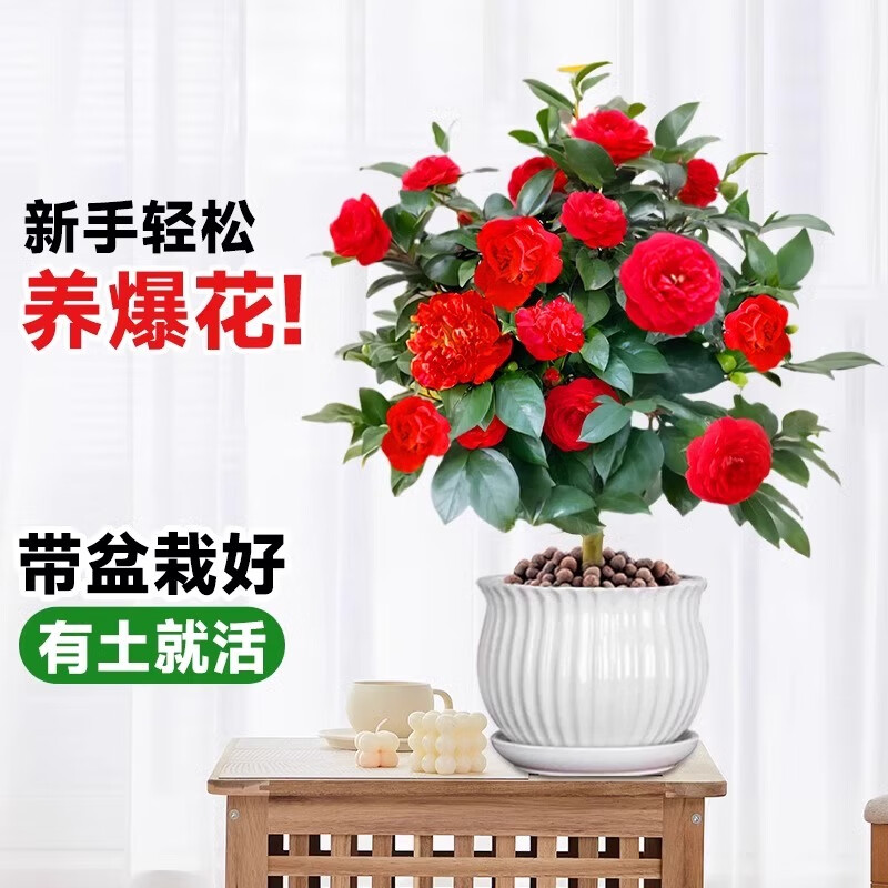 移动端：卉轩居 精品红色茶花多分支盆栽 40cm 11.7元