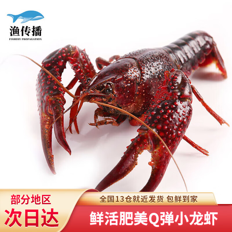 渔传播 鲜活小龙虾 约6-8钱/只 1kg 龙虾生鲜虾类活虾包鲜到家 115.24元