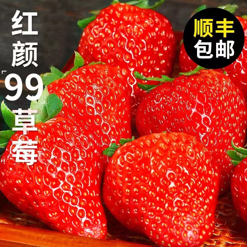 君闵 现摘 大凉山 红颜99草莓 5斤装 58.9元（需用券）