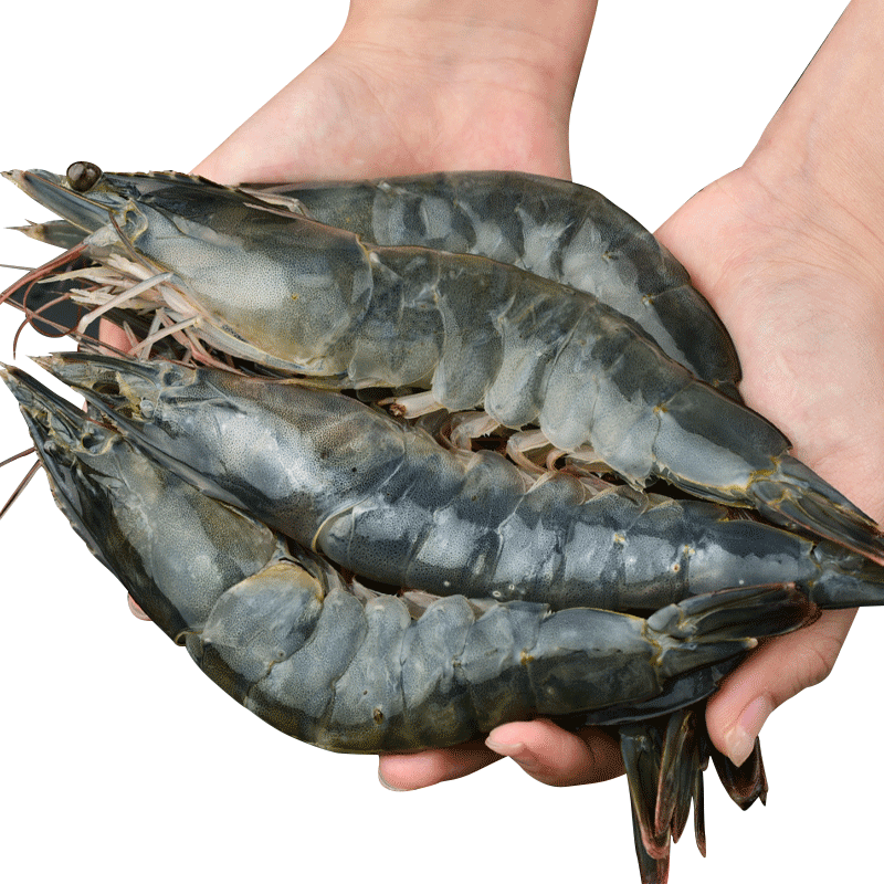 虾有虾途青岛超大号青虾 水冻特大15-17cm 15-17厘米 3斤(净重) 3斤【近期新货】 49.9元