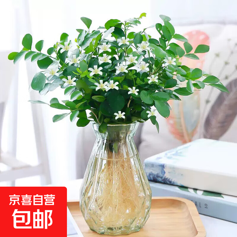 水培精品九里香(钻石玻璃瓶) 1件 7.56元(需领券)