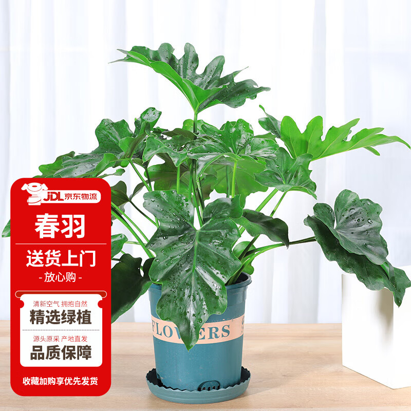 花翁 春羽 绿植盆栽 40cm左右含加仑盆 44.9元（需用券）