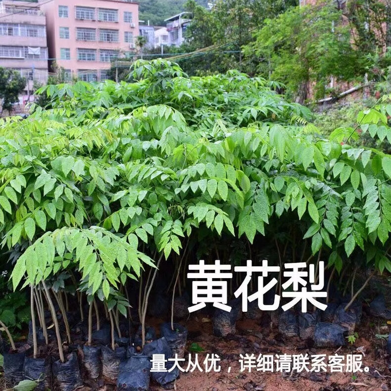 萌肉居 名贵树苗黄花梨树苗地栽盆栽降香黄檀红木四大苗/黄花梨幼苗3棵 55