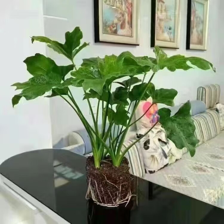 萌肉居 春羽盆栽室内花卉水养水生绿植观叶植物/小春羽20厘米高3棵 24.9元（