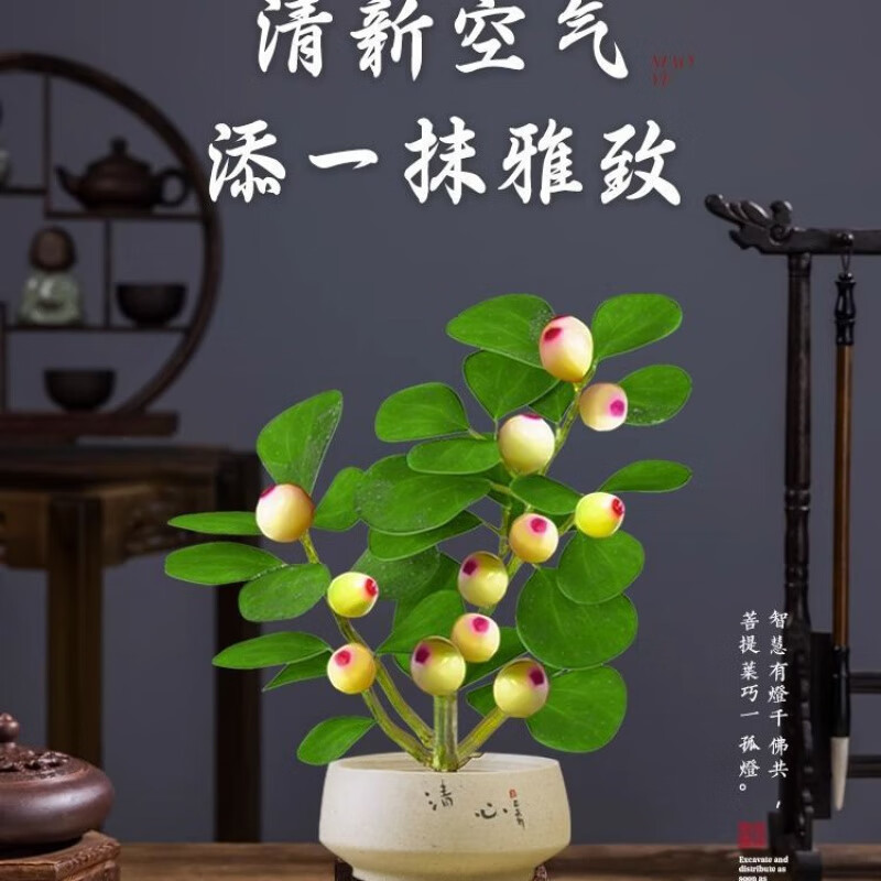 睿格达 小盼菩提盆景带果中式禅意绿植物 29.9元（需用券）