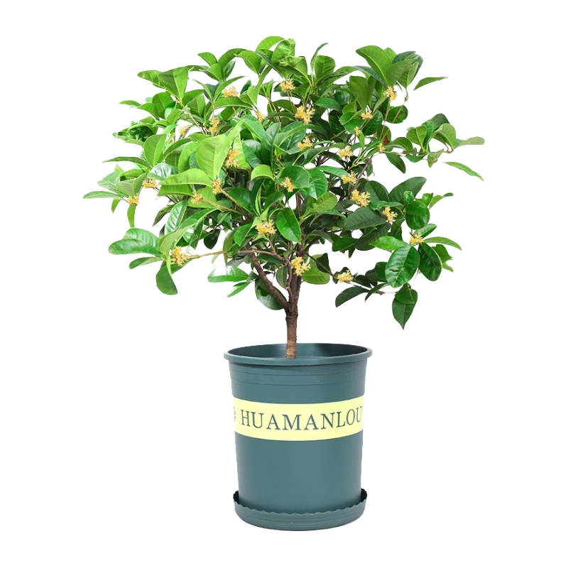 绿丝绦 桂花树盆栽四季开花盆景室内庭院阳台开花树苗耐寒绿植花卉树苗 