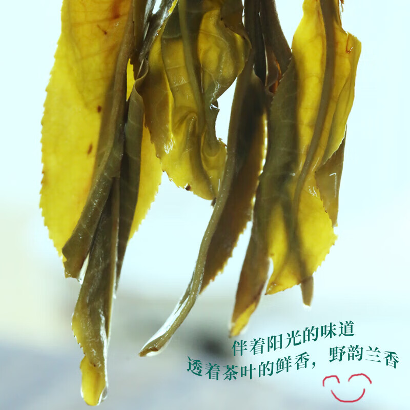 金星满天 冰岛普洱茶生茶散茶2024年新茶云南临沧古树茶生普头春新茶叶 精