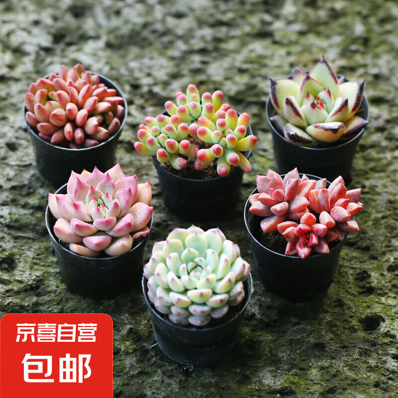 壹分皿 多肉植物 6颗套装4 绿植盆栽 3.9元（需用券）