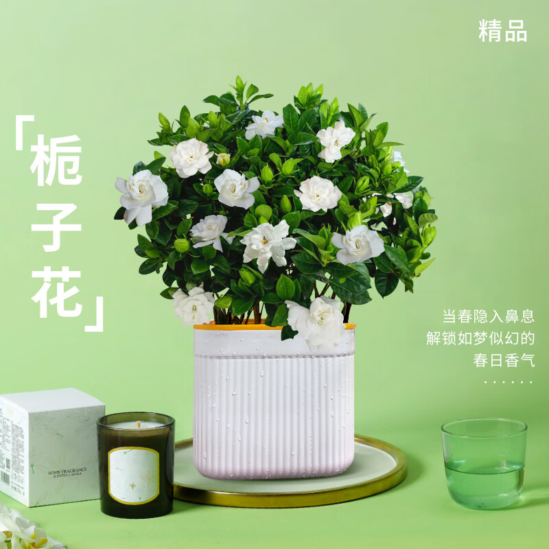 ToSpring 栀子花盆栽 四季好养 ￥19.9