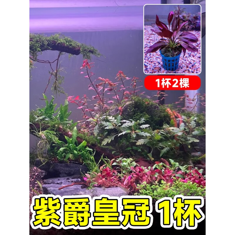 临雅 鱼缸水草 紫爵皇冠1杯(2-3棵) 16.68元