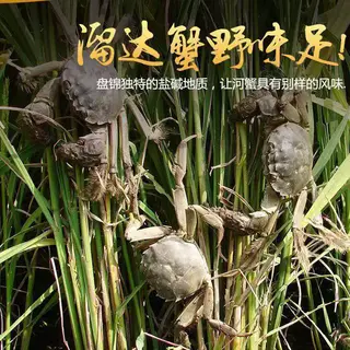 寰球邮鲜 盘锦河蟹鲜活大号稻田蟹现捕现发稻田蟹河蟹大闸蟹礼盒装3斤 69元 - 线报酷 寰球邮鲜 盘锦河蟹鲜活大号稻田蟹现捕现发稻田蟹河蟹大闸蟹礼盒装3斤 69元 - 线报酷