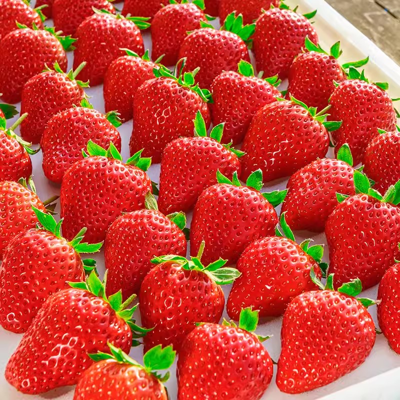 奶油草莓 红颜99草莓 2.5斤装 38元（需用券）