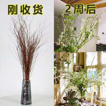 水培雪柳鲜花20支60cm ￥6.9