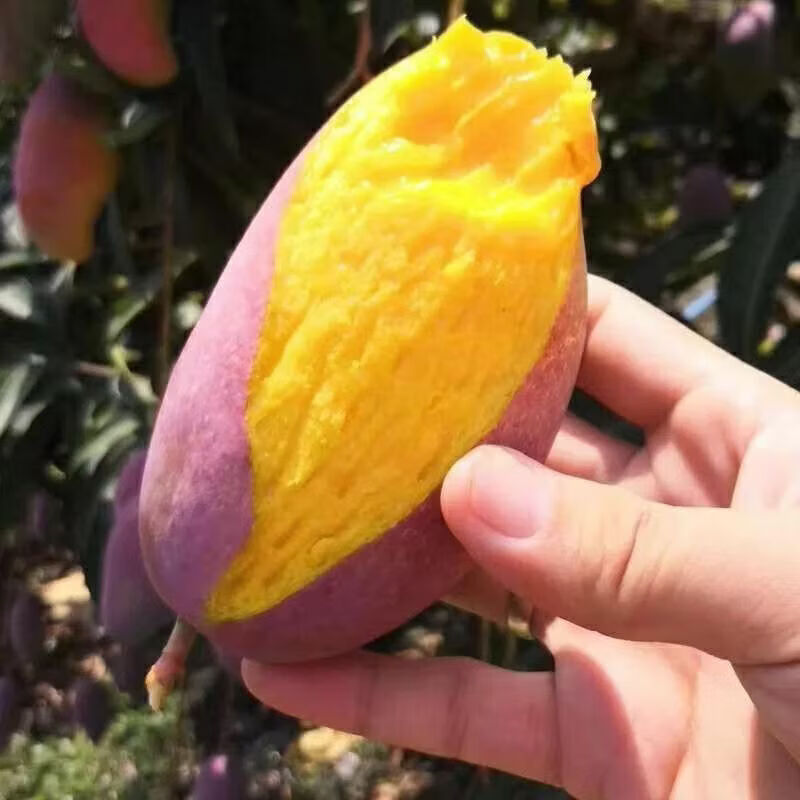 贵妃芒果 新鲜当季整箱热带现摘红金龙芒果 4.5斤装150g+ 12.99元