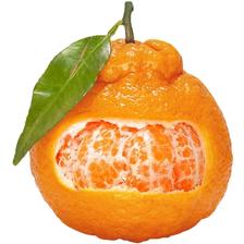 少羽 四川不知火丑橘 拍2件直发10斤装特大果80MM+ 16.8元（需买2件，需用券）